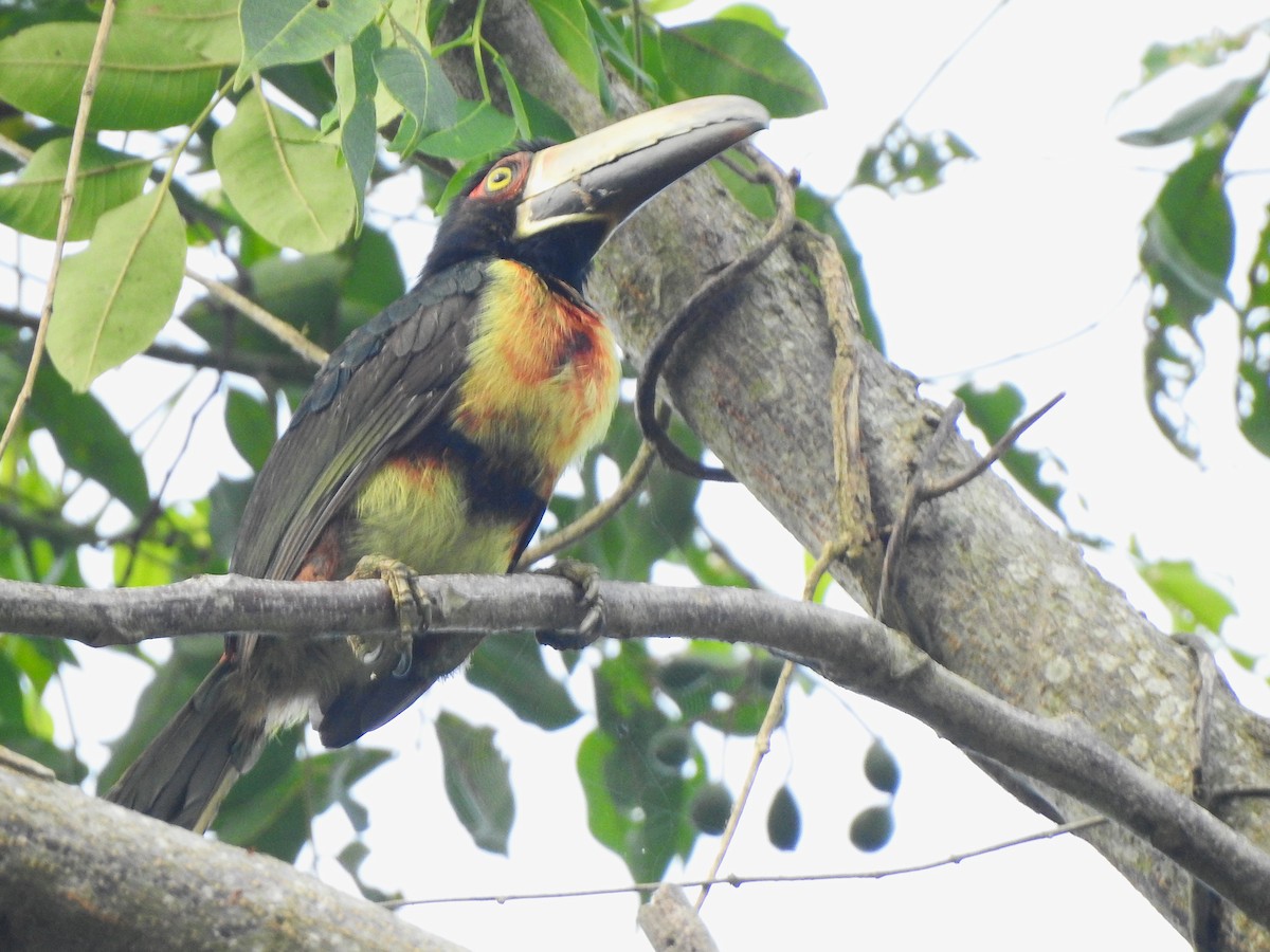 Collared Aracari - ML622448913
