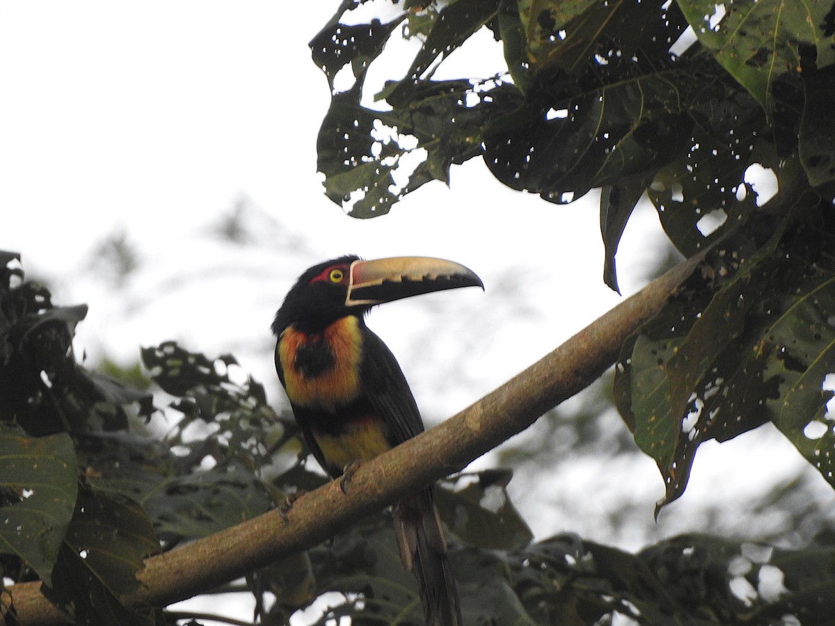 Collared Aracari - ML622448914