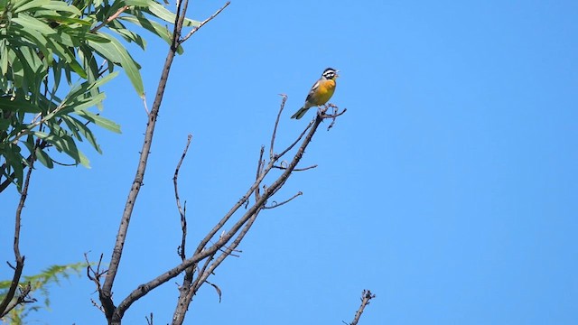 Golden-breasted Bunting - ML622448916