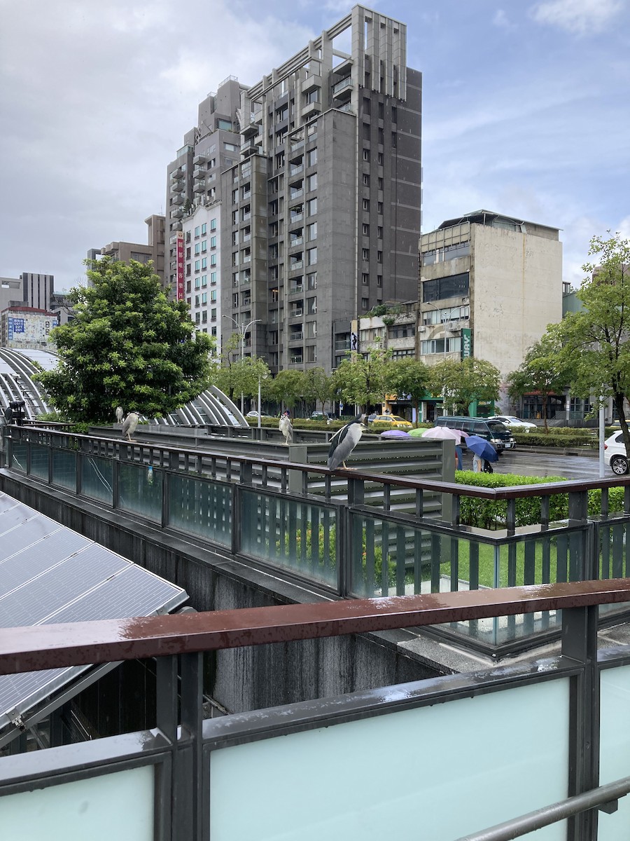 kvakoš noční (ssp. nycticorax) - ML622448941