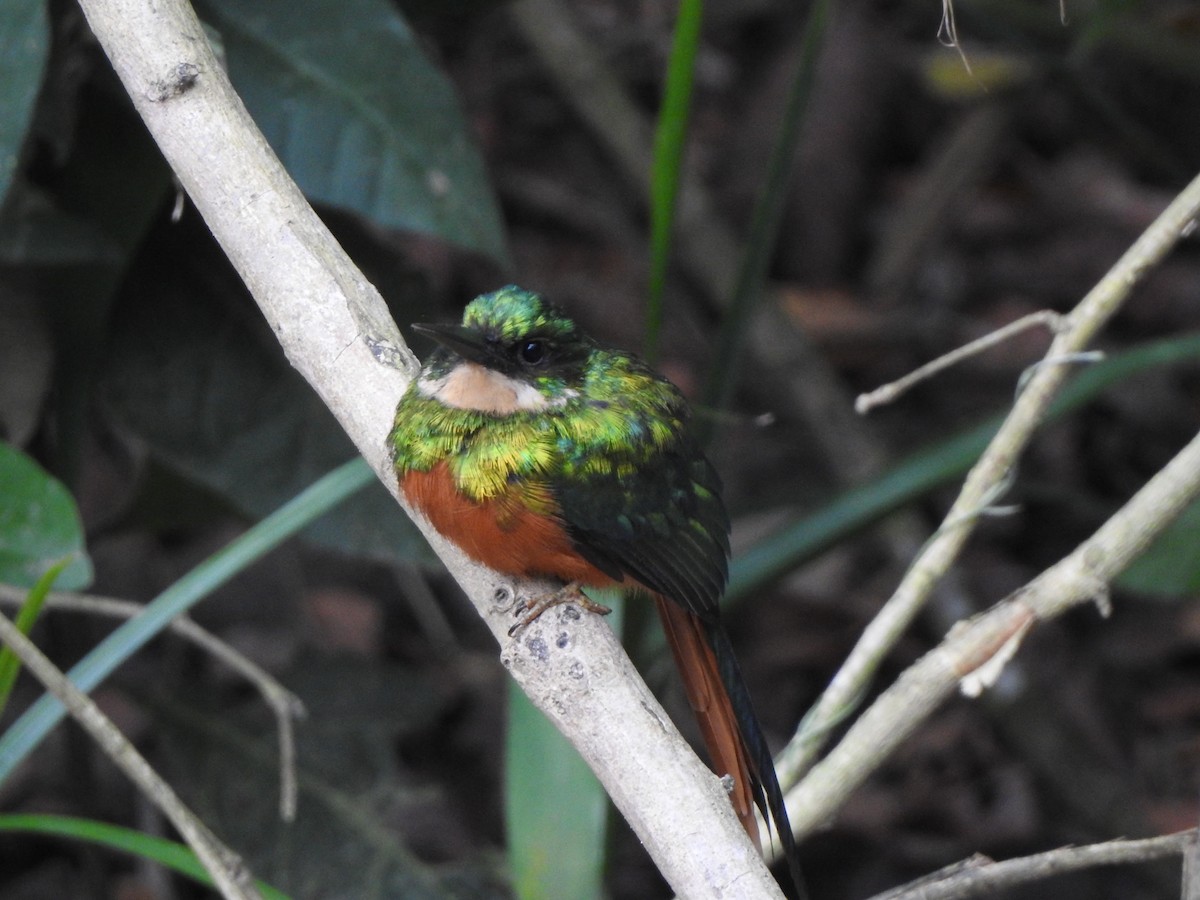 Rufous-tailed Jacamar - ML622448947