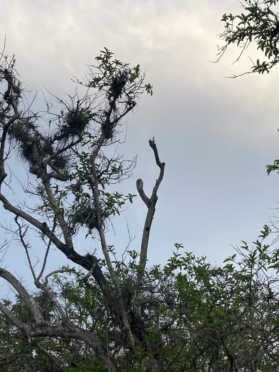 Northern Potoo - ML622448962