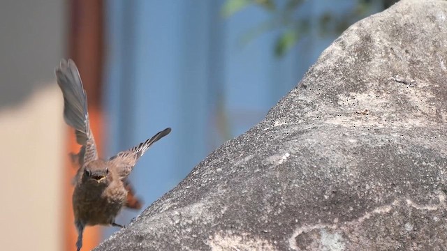 Familiar Chat - ML622448971