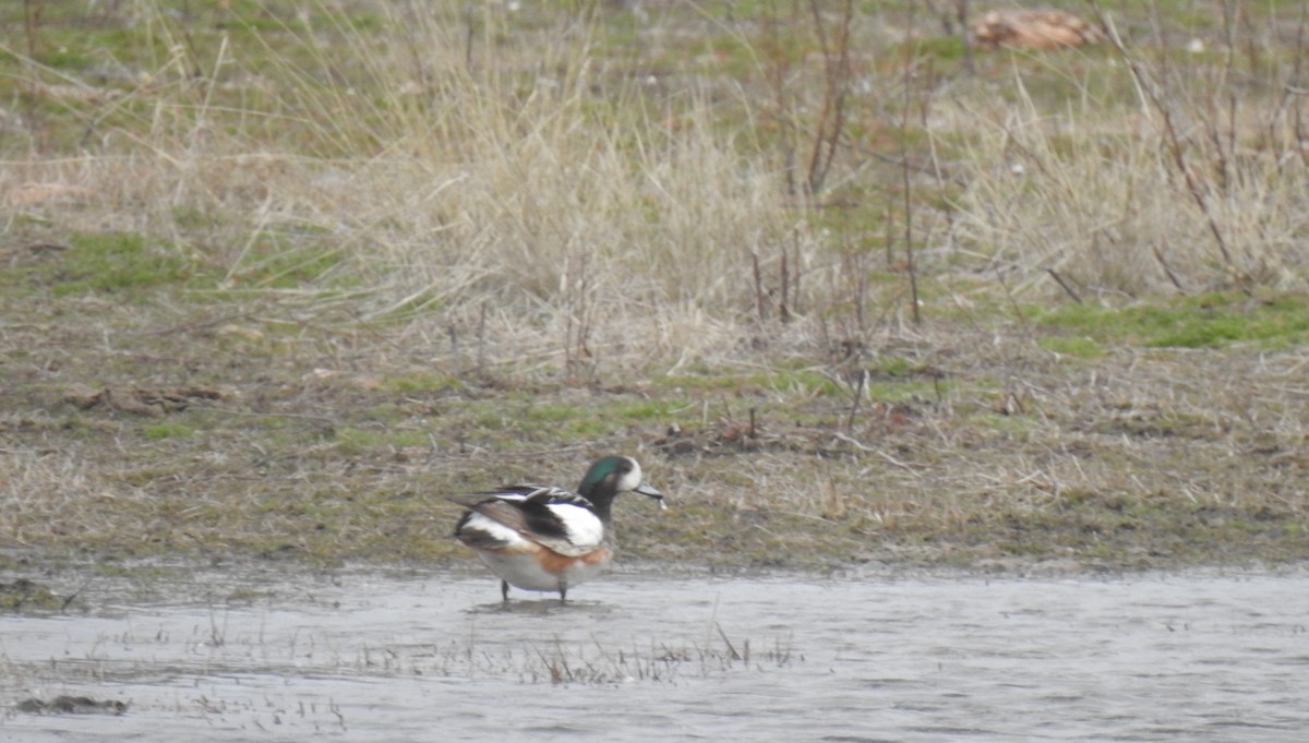 Chiloe Wigeon - Cristina Ríos