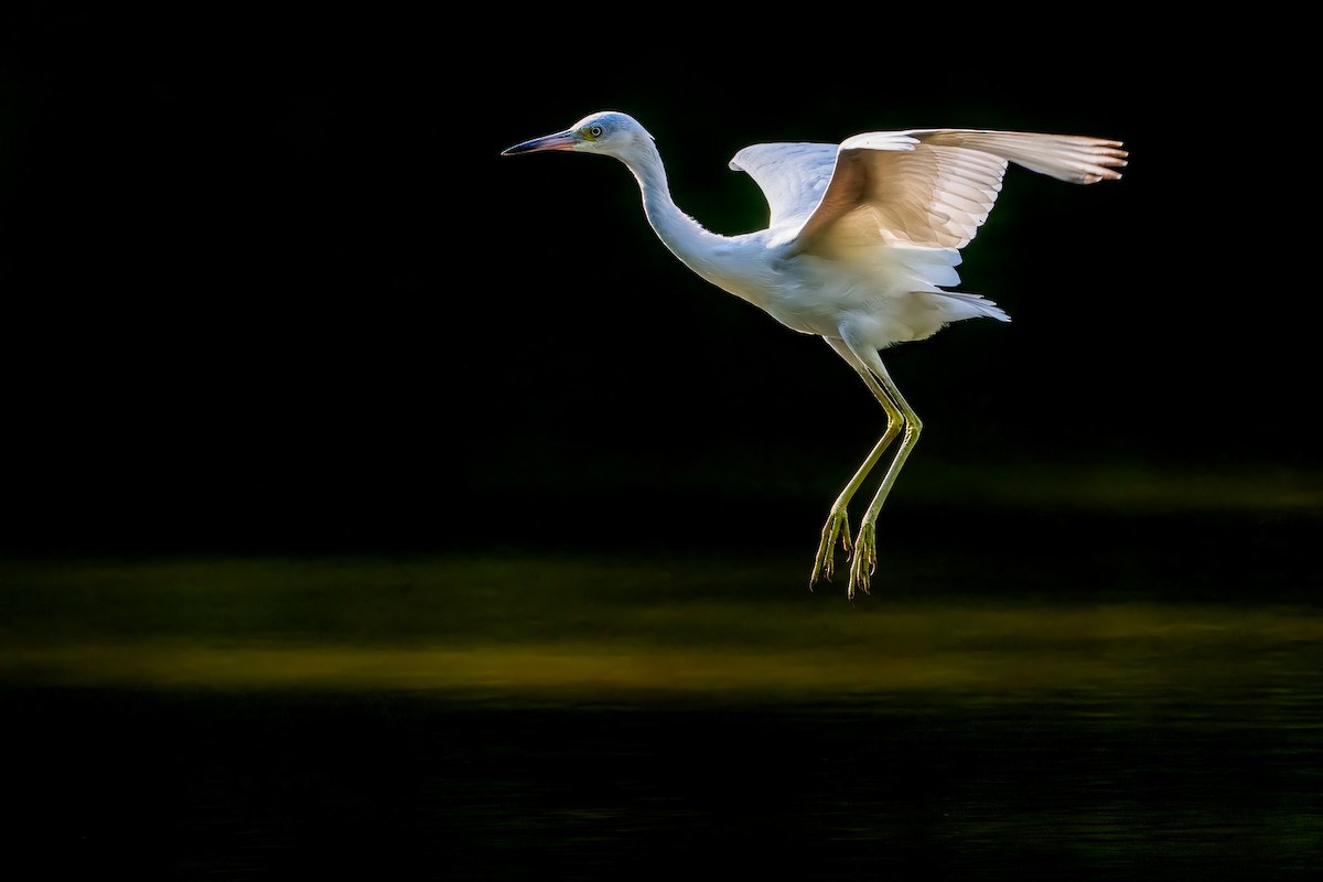 Little Blue Heron - mark kraus