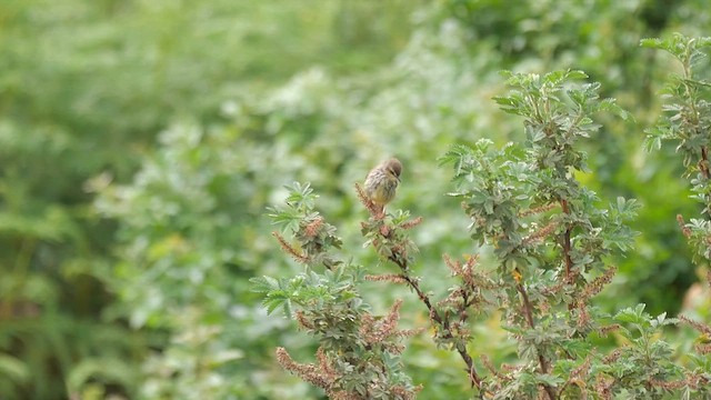 Drakensberg Prinia - ML622449036