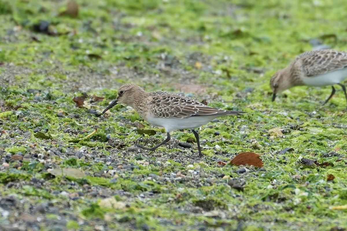 Baird's Sandpiper - Joe RouLaine