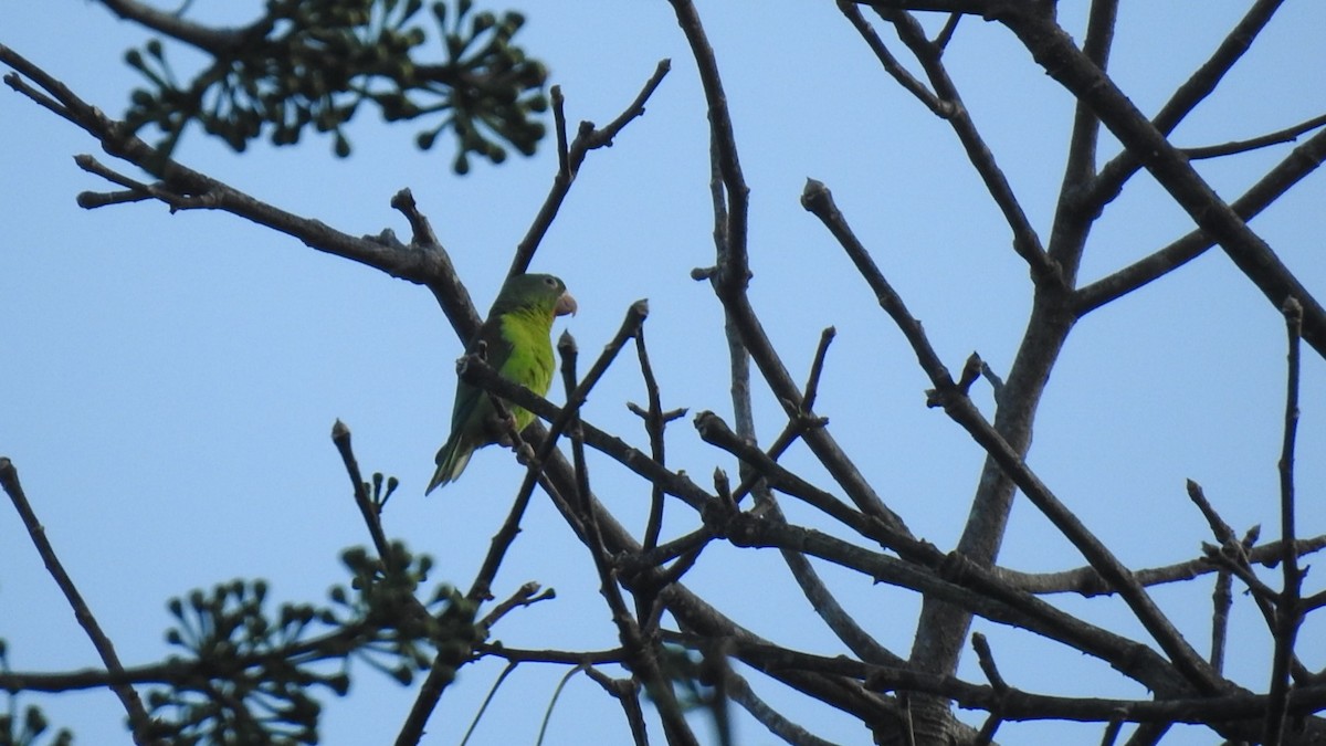 Orange-chinned Parakeet - ML622449049