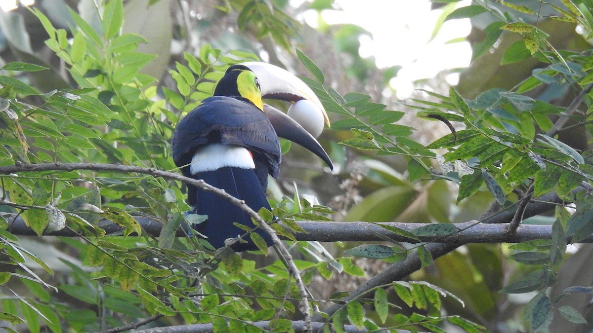 Yellow-throated Toucan - ML622449063