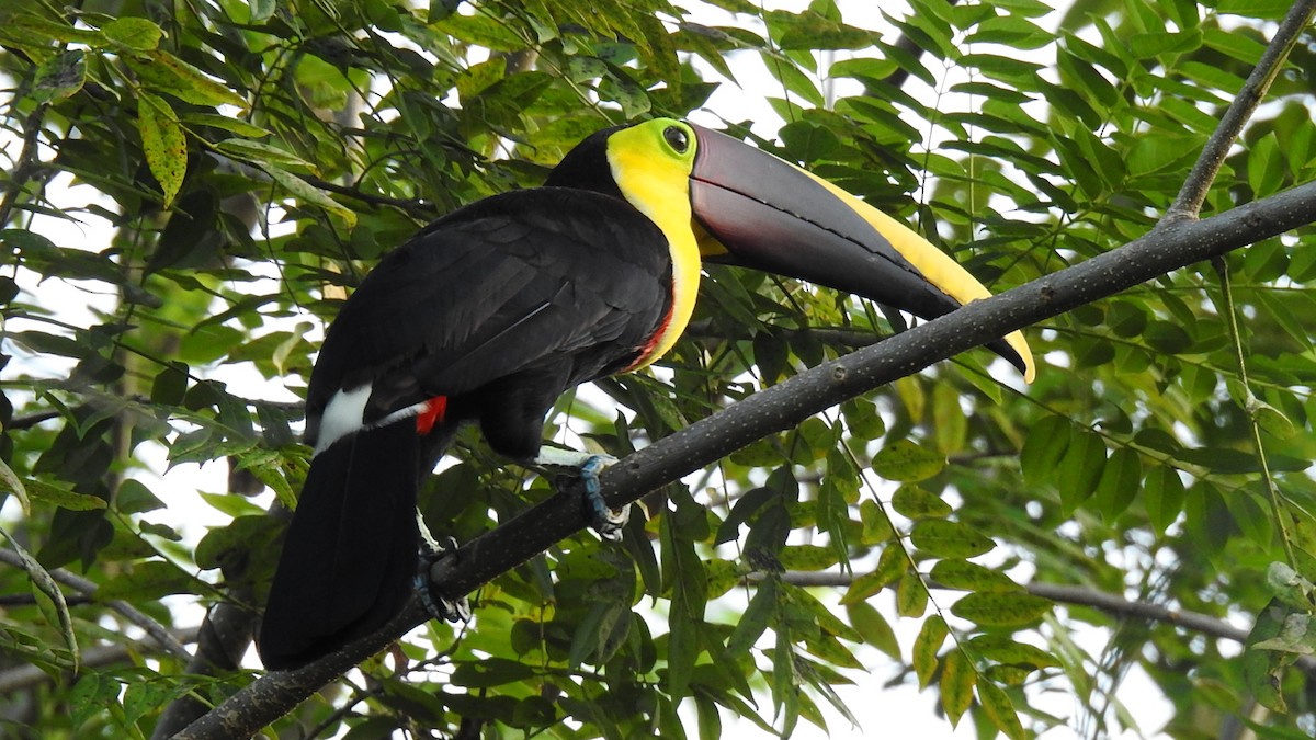 Yellow-throated Toucan - ML622449064