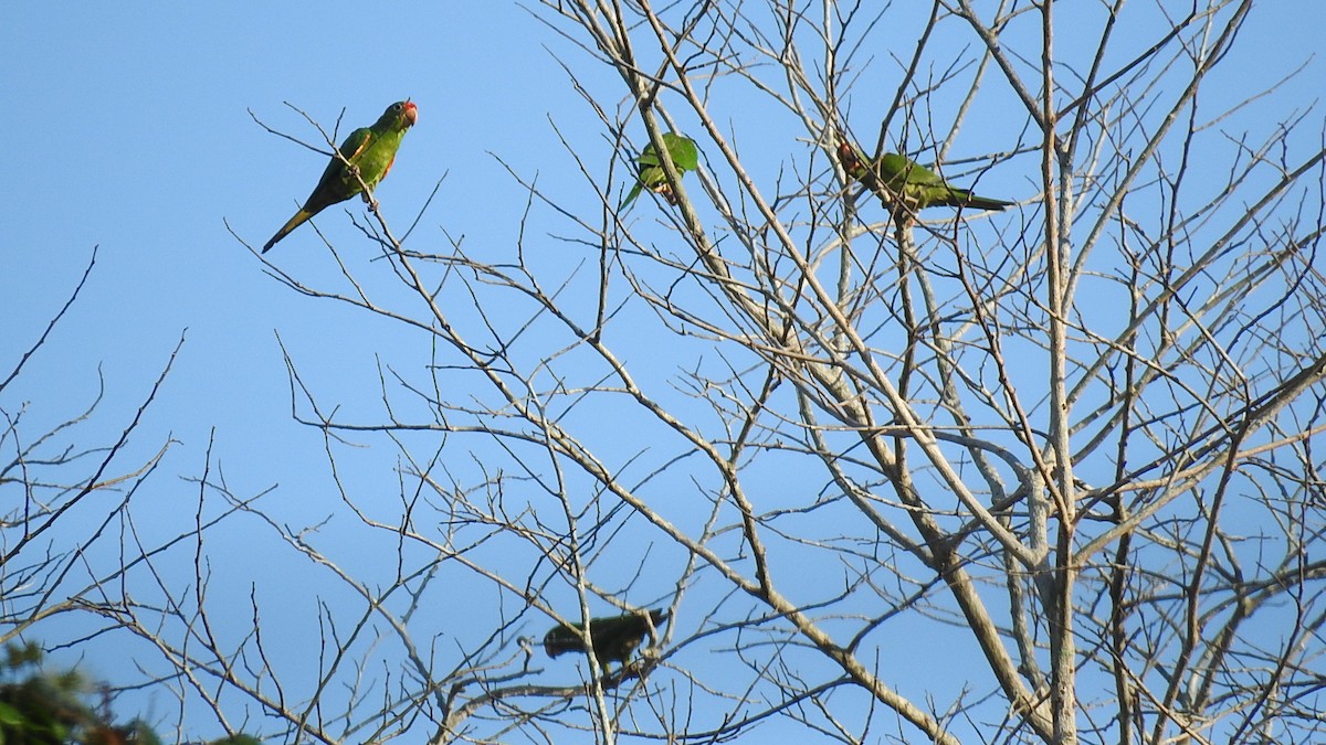 Crimson-fronted Parakeet - ML622449115