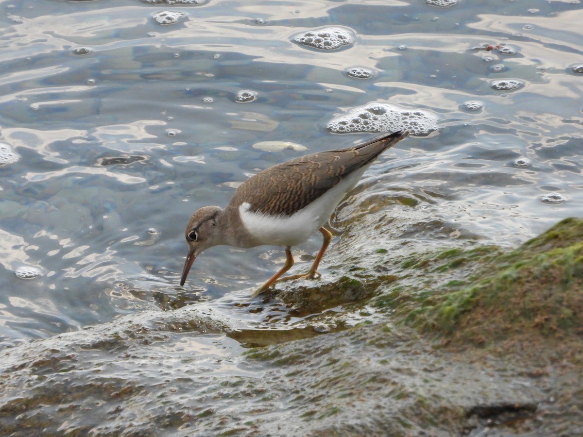 Spotted Sandpiper - ML622449145