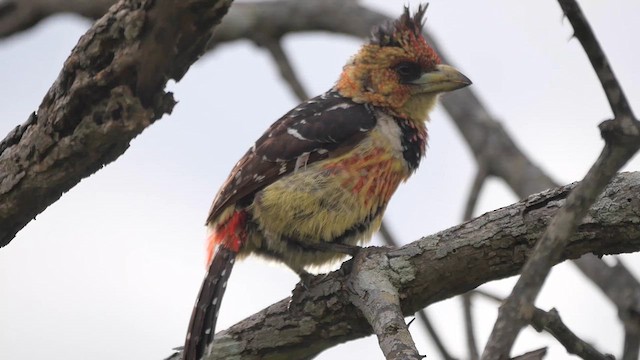 Crested Barbet - ML622449171