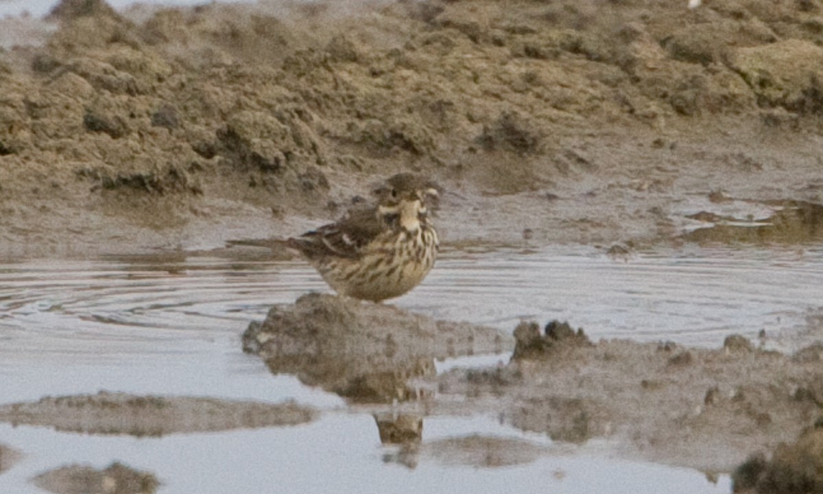 Pipit d'Amérique (japonicus) - ML622449229