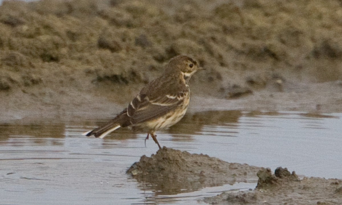 Pipit d'Amérique (japonicus) - ML622449231