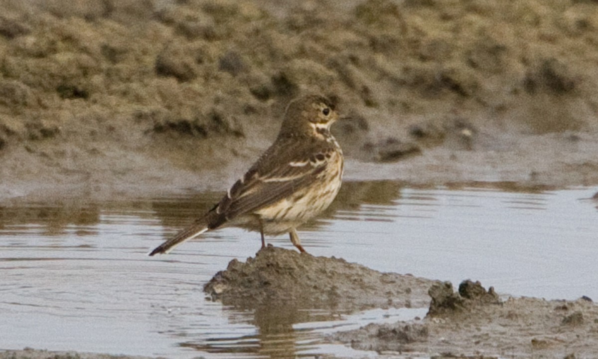 Pipit d'Amérique (japonicus) - ML622449232