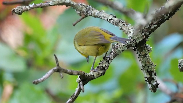 Cape White-eye - ML622449283