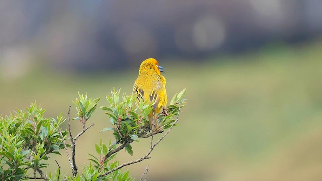 Cape Weaver - ML622449310