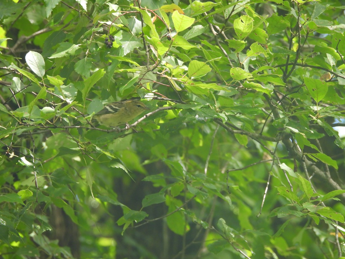 Bay-breasted Warbler - ML622449358