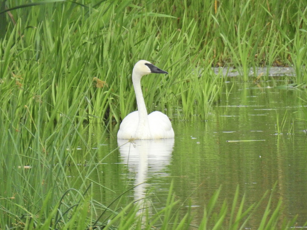 Trumpeter Swan - ML622449363