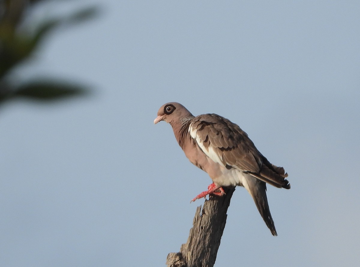 Bare-eyed Pigeon - ML622449512