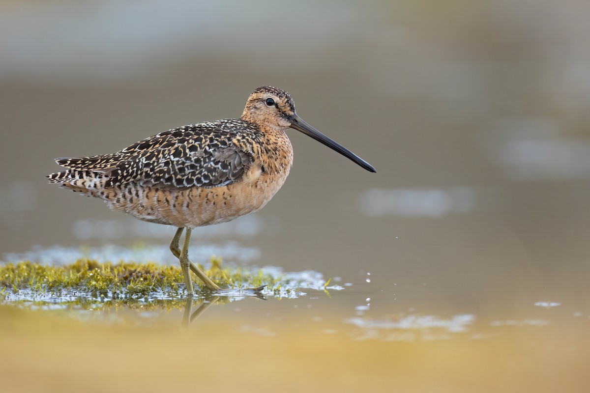 Long-billed Dowitcher - ML622449573