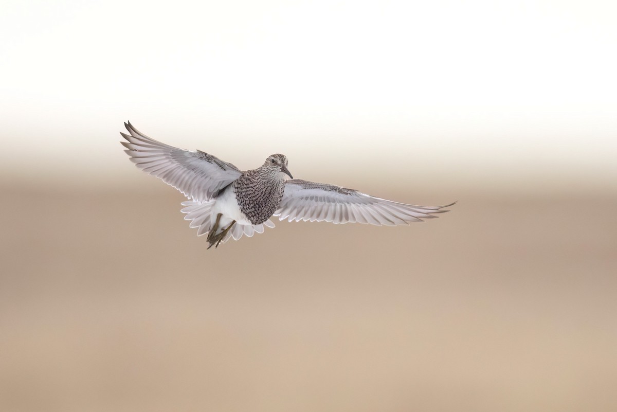 Pectoral Sandpiper - ML622449579