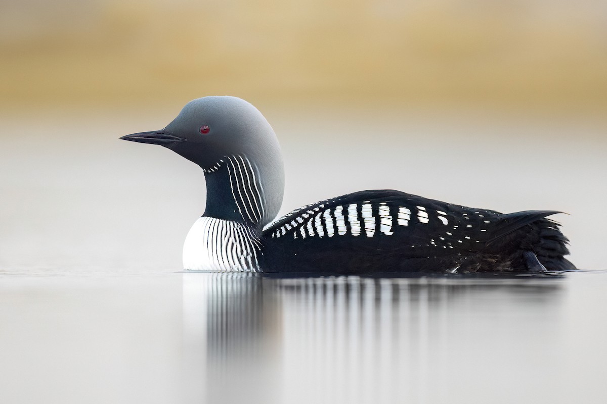 Pacific Loon - ML622449585