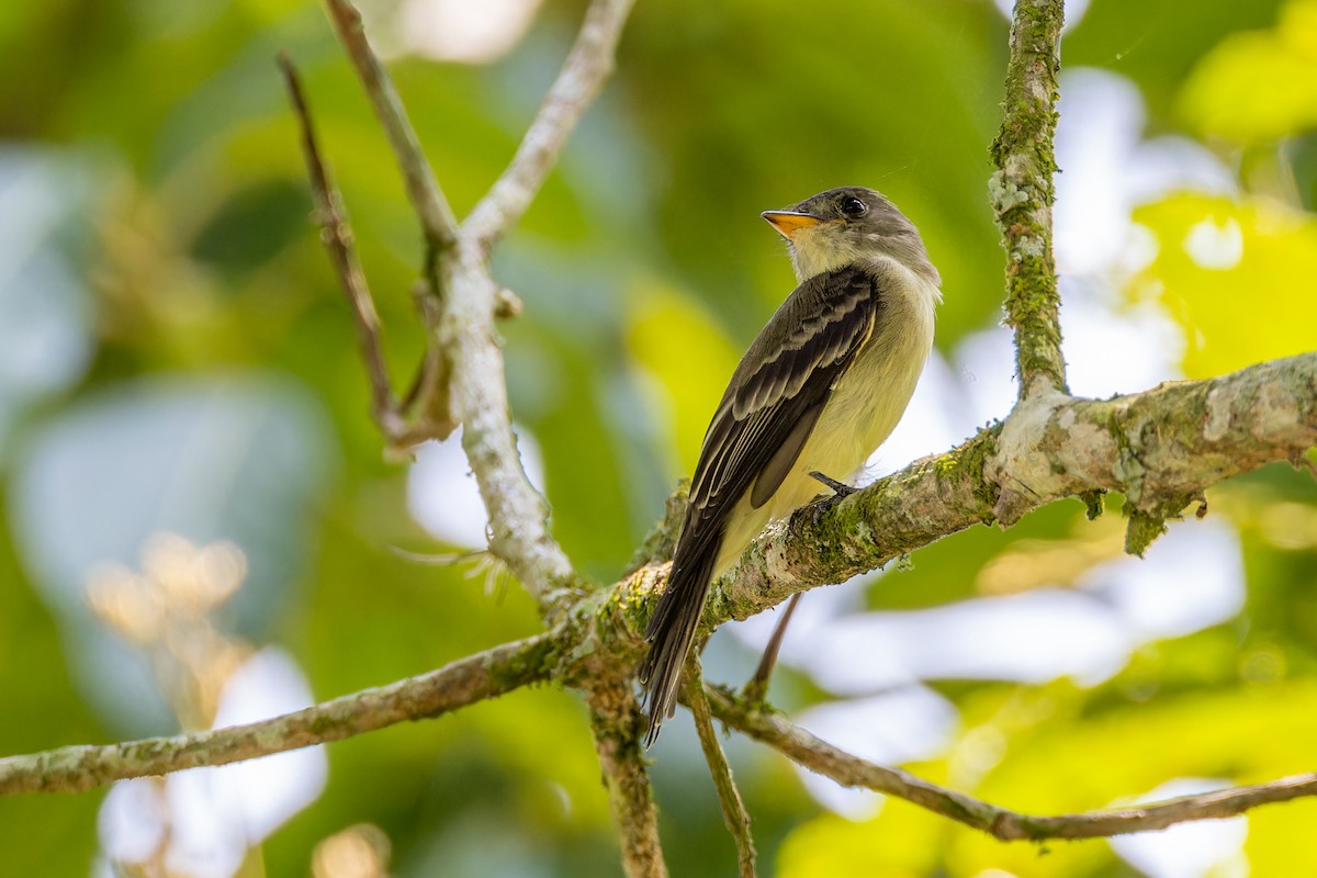 Western Wood-Pewee - ML622449689