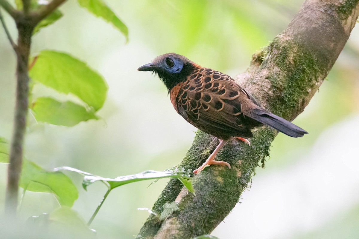 Ocellated Antbird - ML622449935