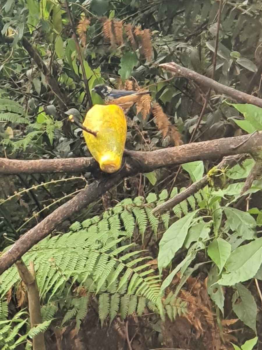 Spangle-cheeked Tanager - ML622450039