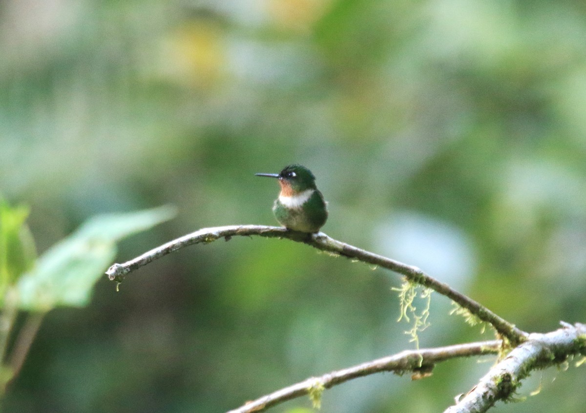 Amethyst-throated Sunangel - ML622450045