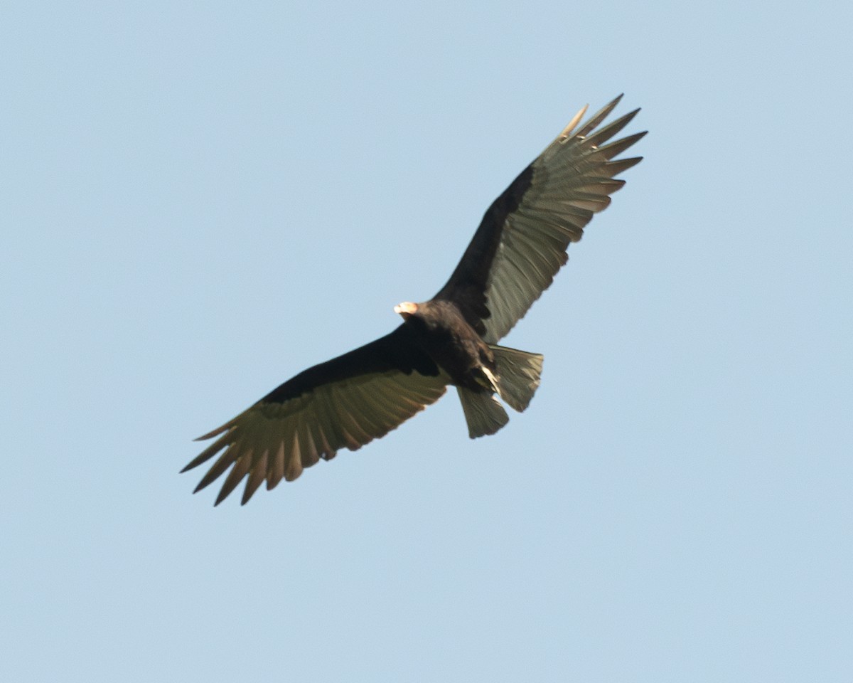 Lesser Yellow-headed Vulture - Jhan C. Carrillo-Restrepo