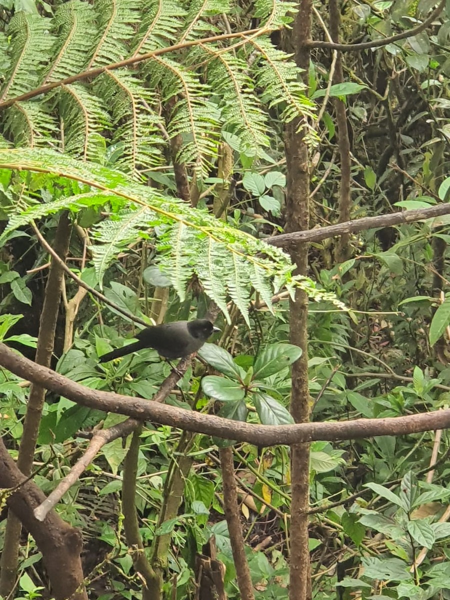 Yellow-thighed Brushfinch - ML622450074