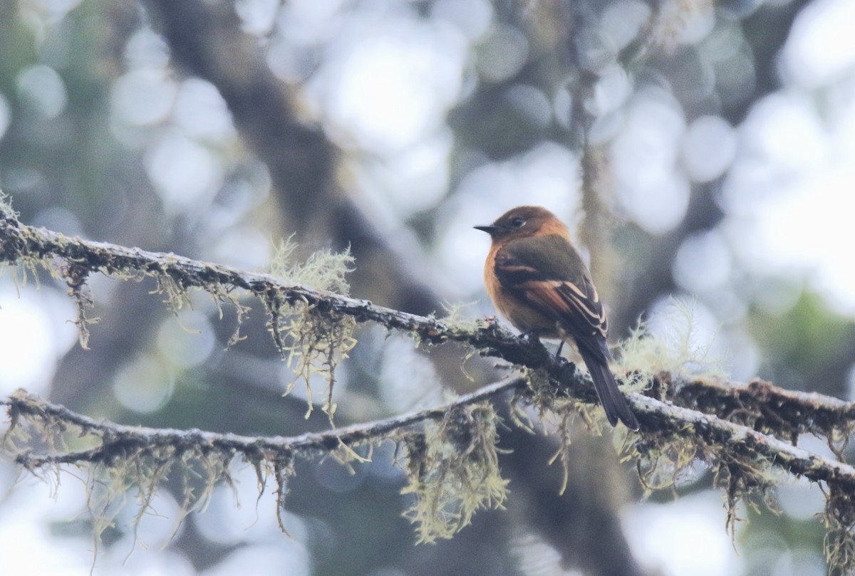 Cinnamon Flycatcher - Michael McAllister