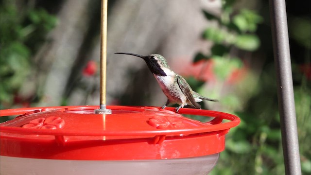 Lucifer Hummingbird - ML622450092