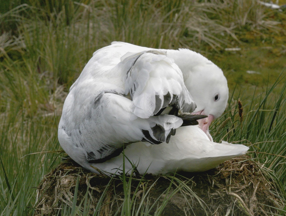 Kuzeyli/Güneyli Kral Albatros - ML622450114