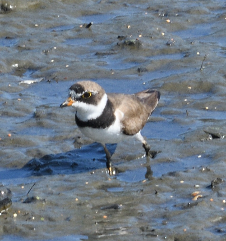 Semipalmated Plover - ML622450340