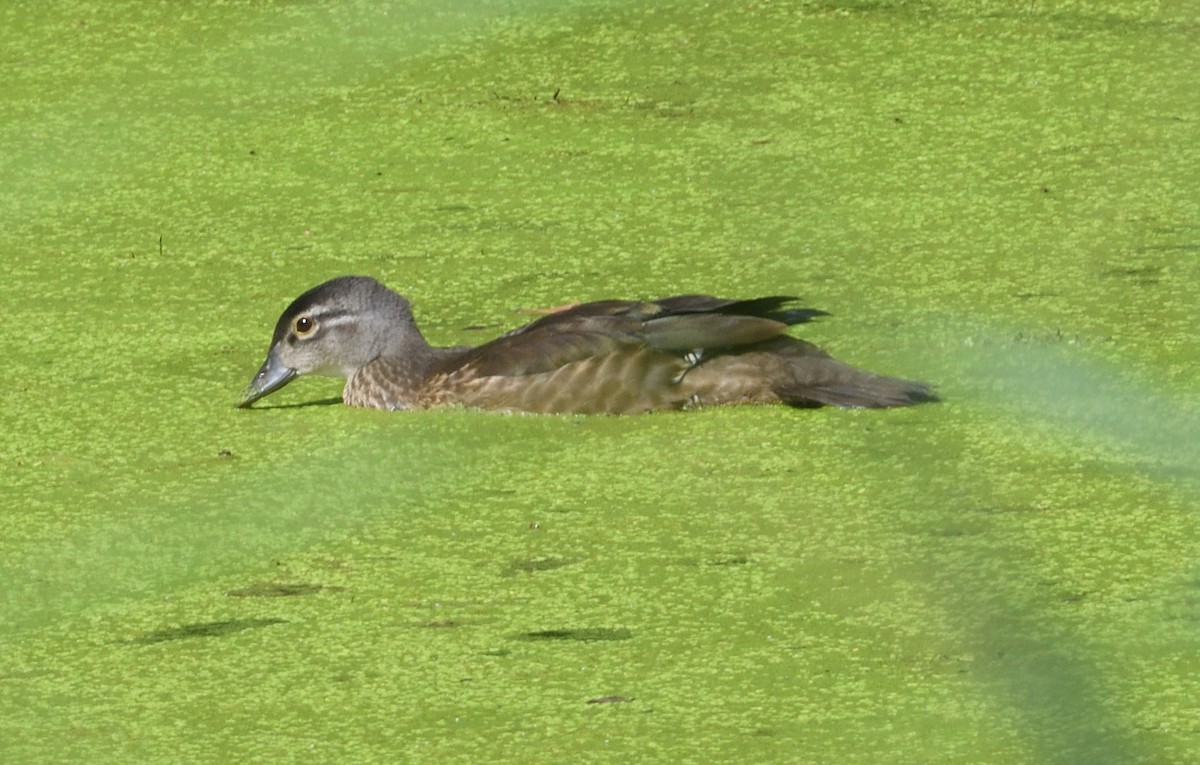 Wood Duck - David Gillen