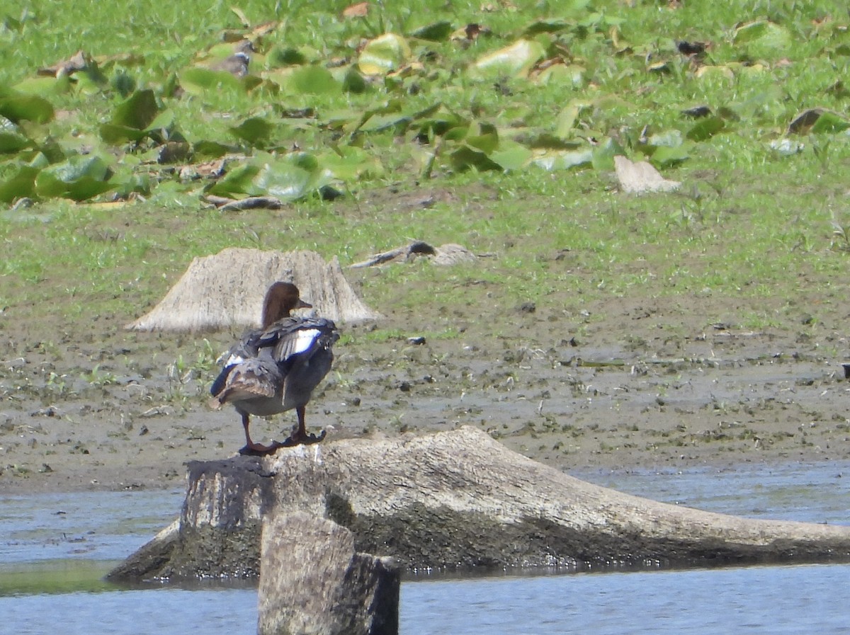 Common Merganser - ML622450403