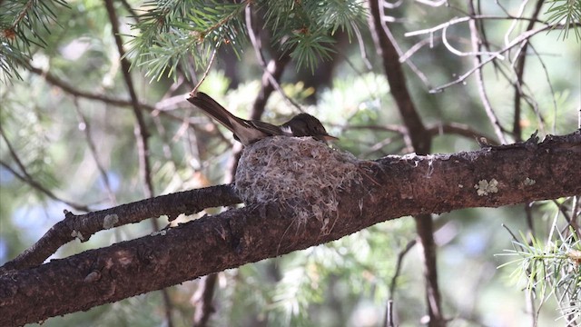 Western Wood-Pewee - ML622450426