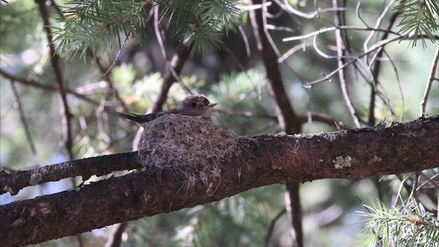 Western Wood-Pewee - ML622450428