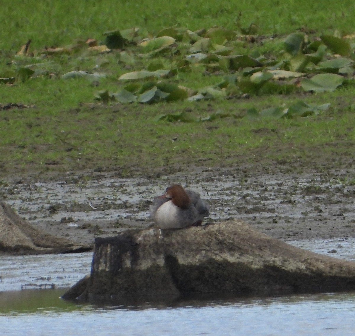 Common Merganser - ML622450429