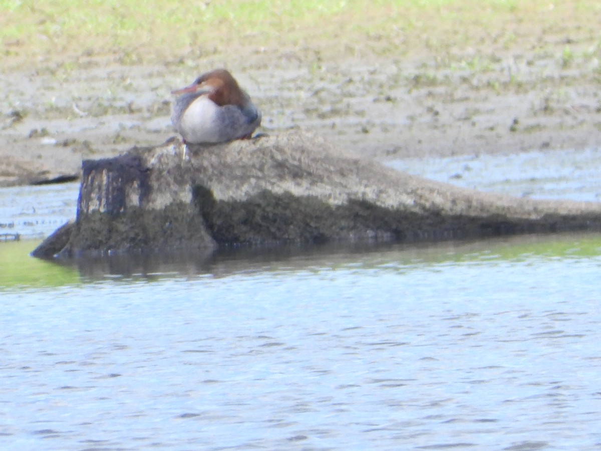 Common Merganser - ML622450452