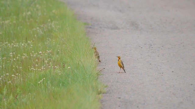 Orange-throated Longclaw - ML622450453