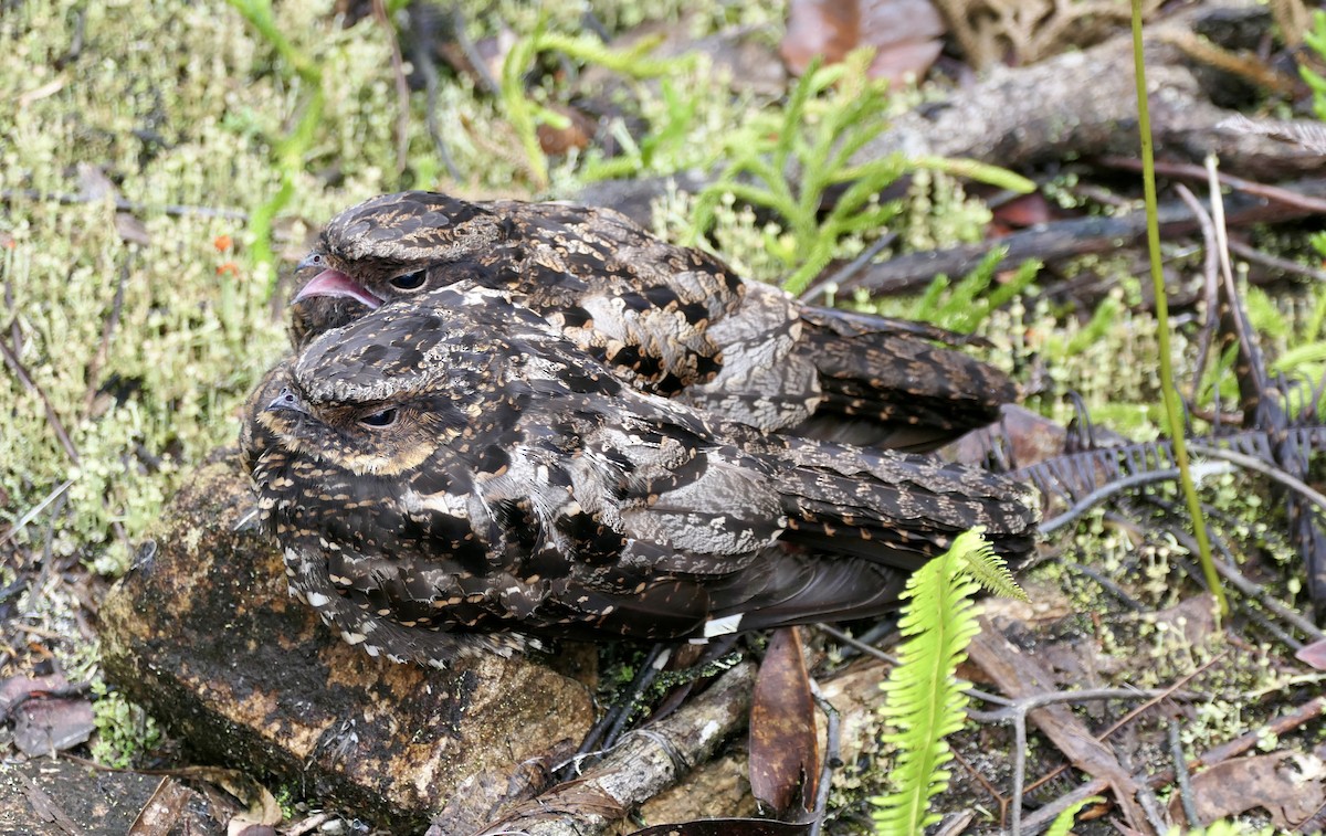 lelek vulkánový - ML622450482