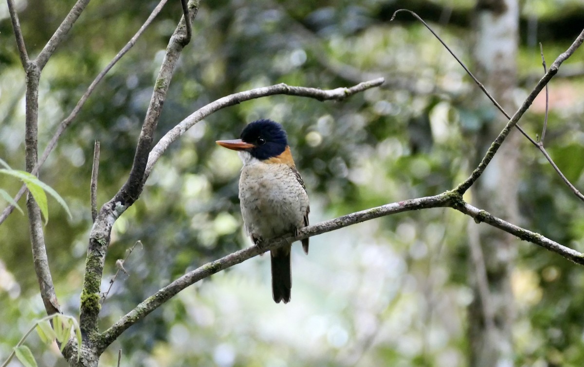 Scaly-breasted Kingfisher - Anthony Collerton