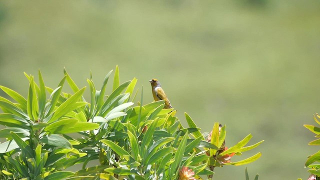 Serin du Cap - ML622450493
