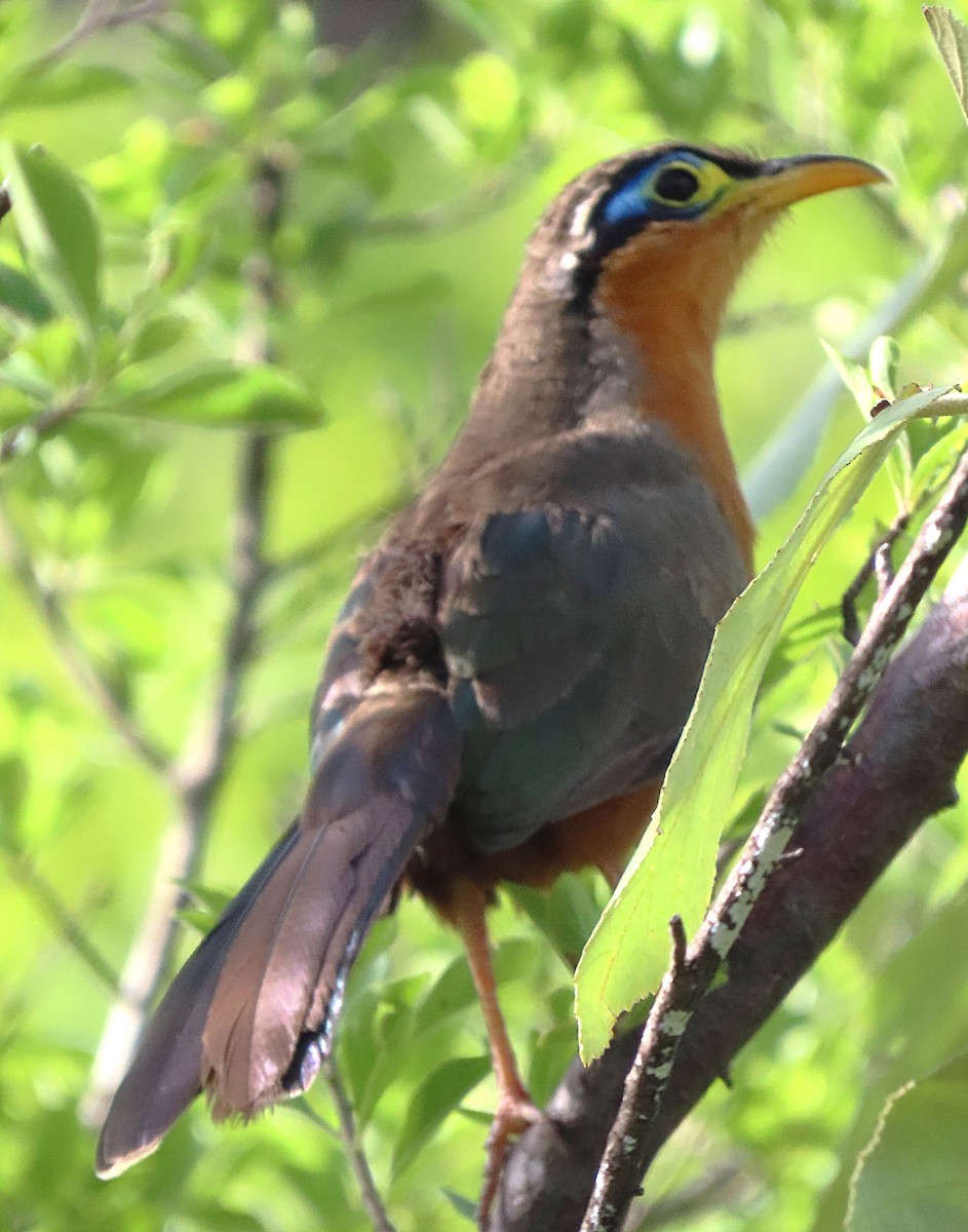 Lesser Ground-Cuckoo - ML622450499