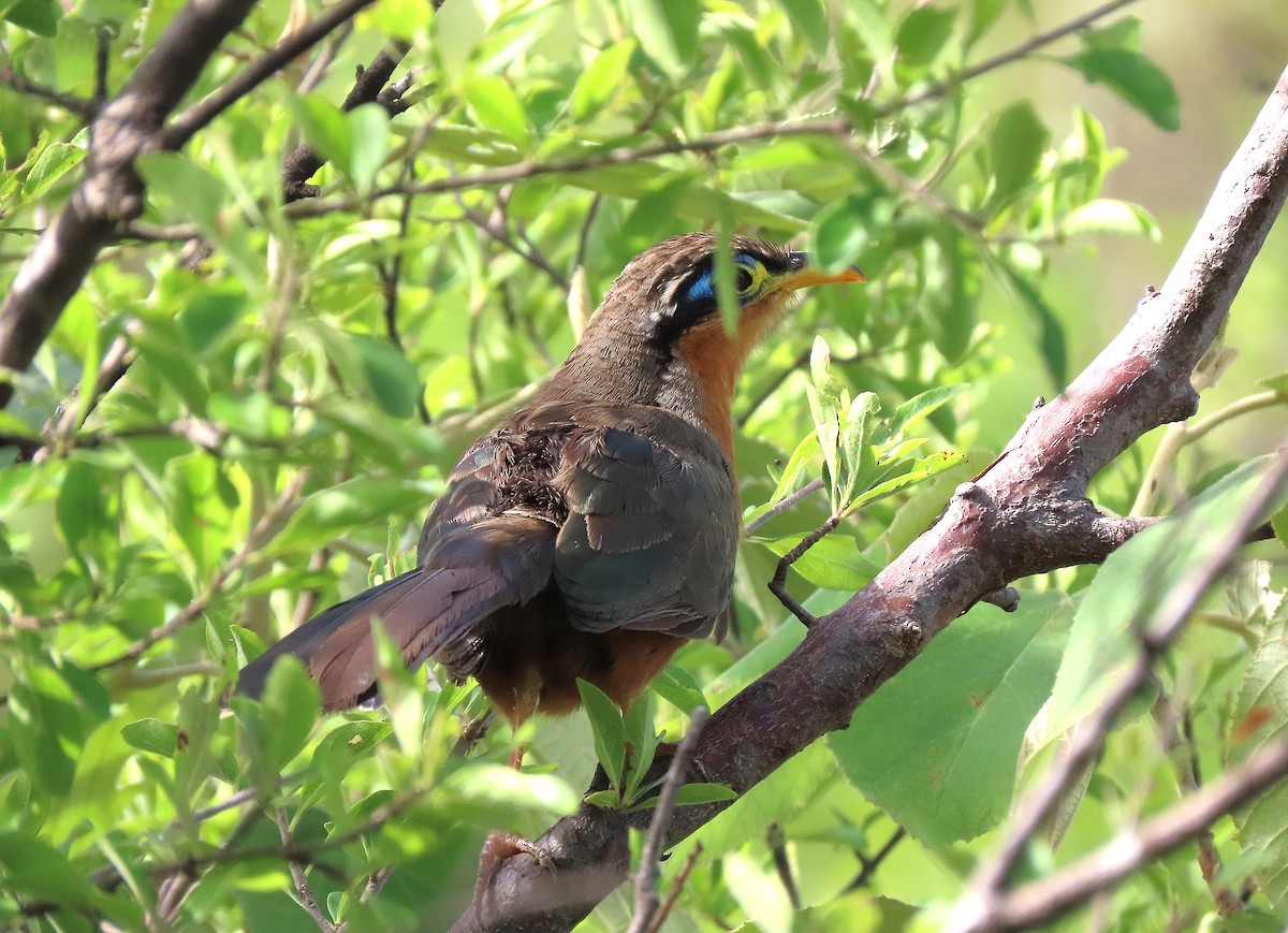 Lesser Ground-Cuckoo - ML622450500
